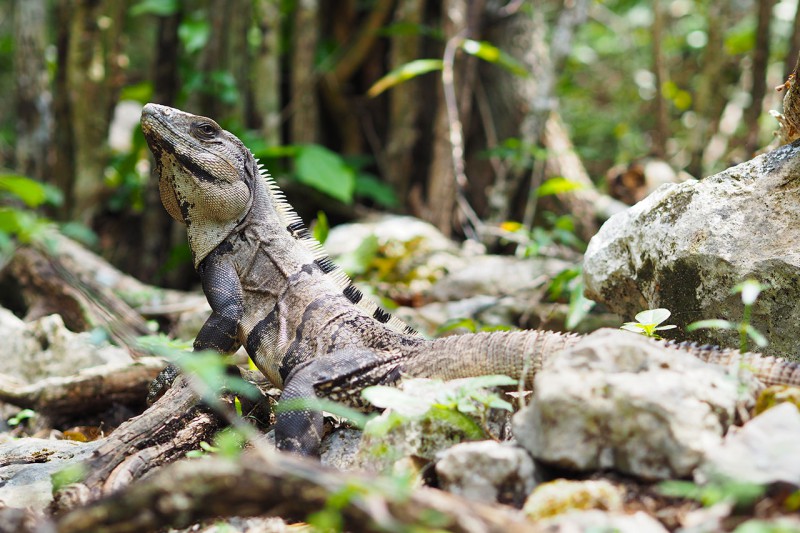 Iguana