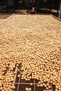 Las Macadamias