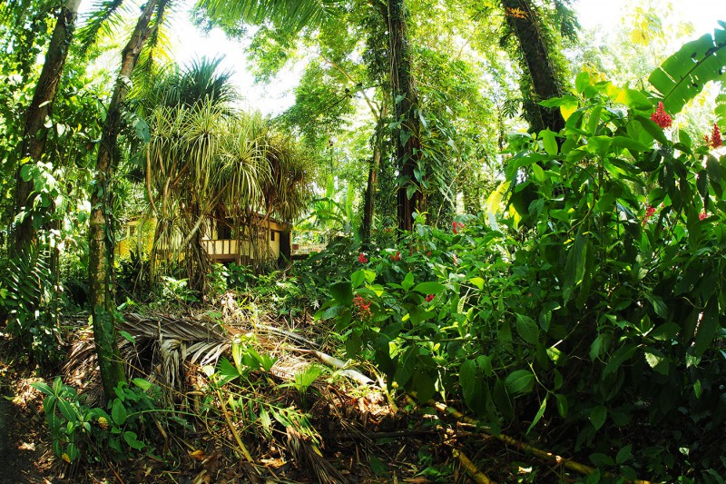 Apartment im Dschungel