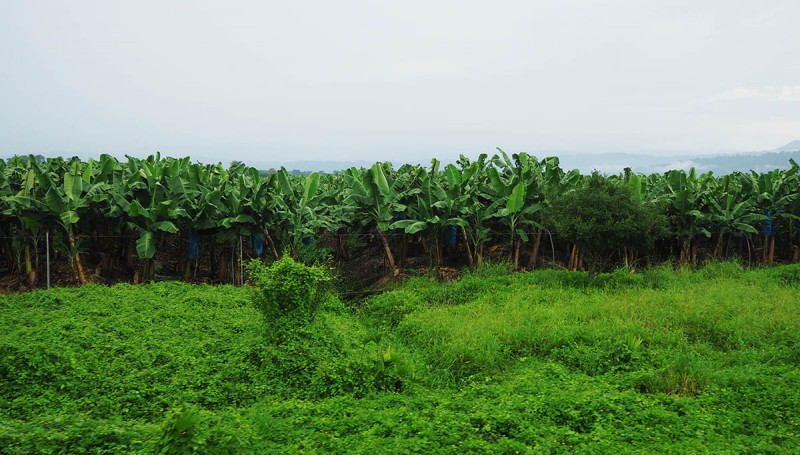 Bananen, Bananen und noch mehr Bananen