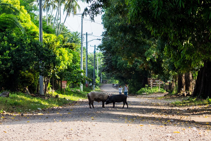 Treffen sich zwei Schweine auf der Straße...