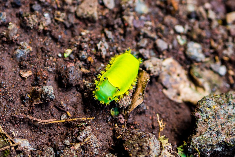 Friedlicher Bewohner