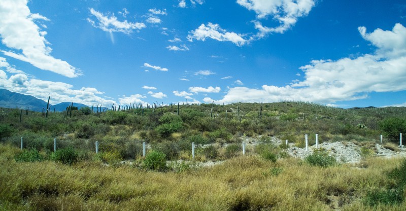 Kakteen am Weg nach Oaxaca